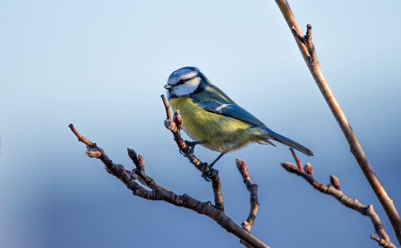 Pieps-Show im HDG: Blaumeise entert die Bühne!